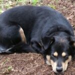 Mein geliebter Hund"