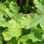 mit Wassertropfen"